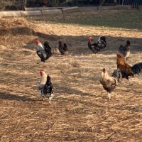 Coqs mélangés  de basse cours #2