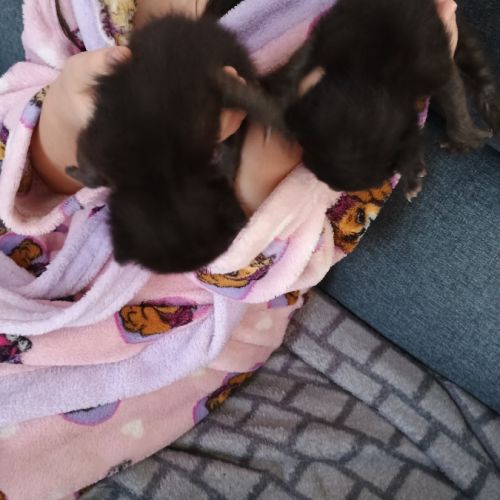 Cherche cochon d'inde #1