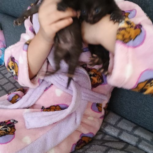 Cherche cochon d'inde #2