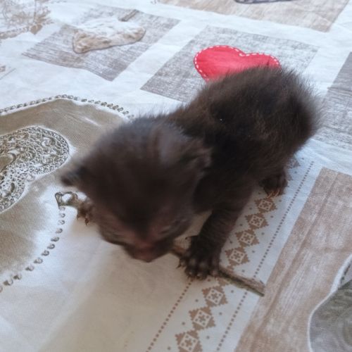 Cherche cochon d'inde #3