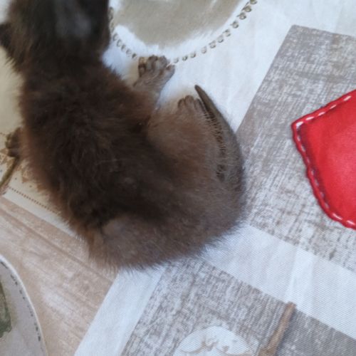 Cherche cochon d'inde #4