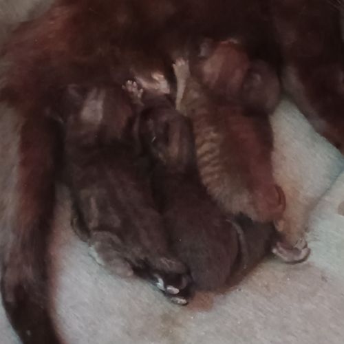 Cherche cochon d'inde #5