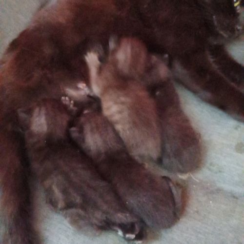 Cherche cochon d'inde #6