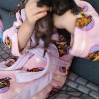 Cherche cochon d'inde #2