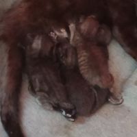 Cherche cochon d'inde #5