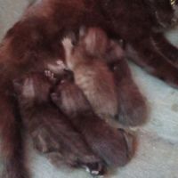 Cherche cochon d'inde #6