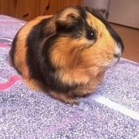 Cherche cochon d'inde #0