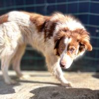 Lior tout jeune recherche sa famille pour la vie !