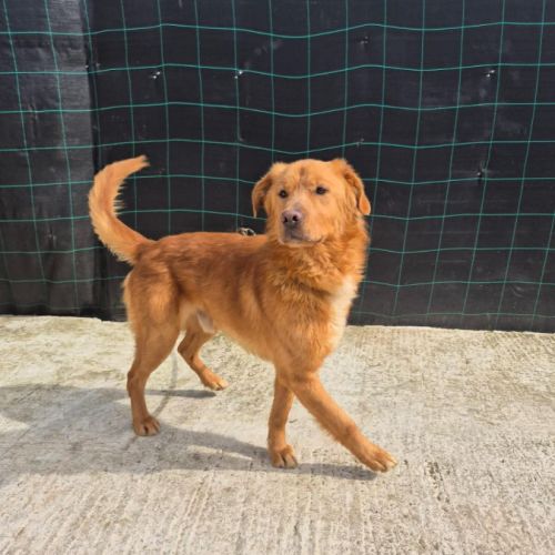 Amiel à l'adoption sur toute la france !