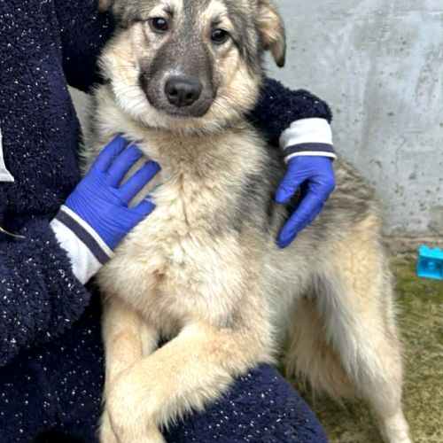 Oural, jeune chien attend sa famille pour la vie ! #3