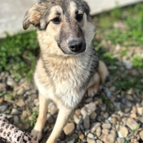 Oural, jeune chien attend sa famille pour la vie !