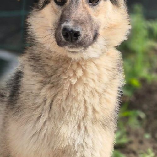Oural, jeune chien attend sa famille pour la vie ! #4