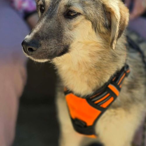 Oural, jeune chien attend sa famille pour la vie !