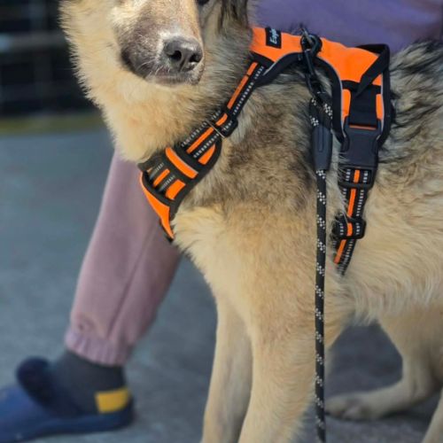 Oural, jeune chien attend sa famille pour la vie ! #5