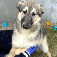 Oural, jeune chien attend sa famille pour la vie ! #1