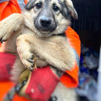 Oural, jeune chien attend sa famille pour la vie !