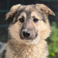 Oural, jeune chien attend sa famille pour la vie ! #5