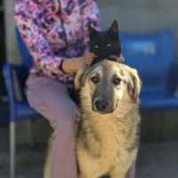 Oural, jeune chien attend sa famille pour la vie ! #6