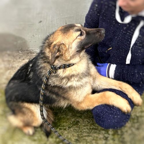 Nera jeune chienne attend sa famille pour la vie ! #1