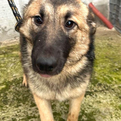 Nera jeune chienne attend sa famille pour la vie ! #3