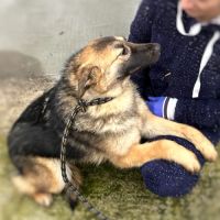 Nera jeune chienne attend sa famille pour la vie ! #1