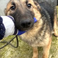 Nera jeune chienne attend sa famille pour la vie !