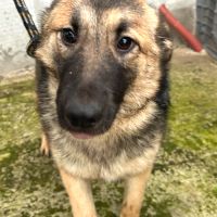 Nera jeune chienne attend sa famille pour la vie ! #3