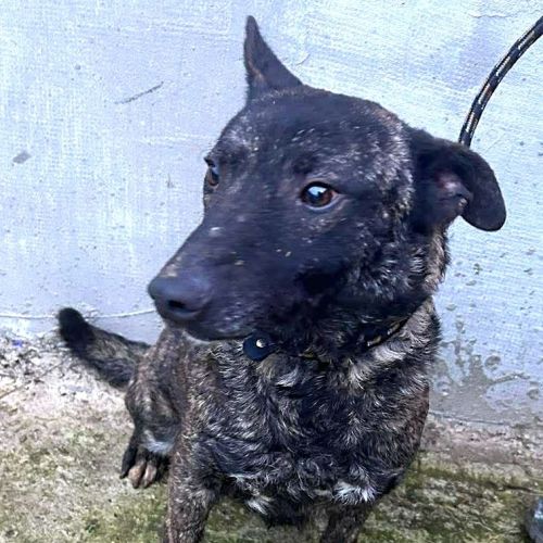 Réglisse à l'adoption sur toute la france ! #0