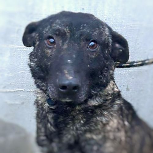 Réglisse à l'adoption sur toute la france ! #3