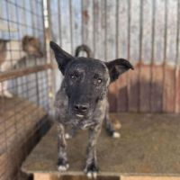 Réglisse à l'adoption sur toute la france ! #1