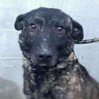 Réglisse à l'adoption sur toute la france ! #3