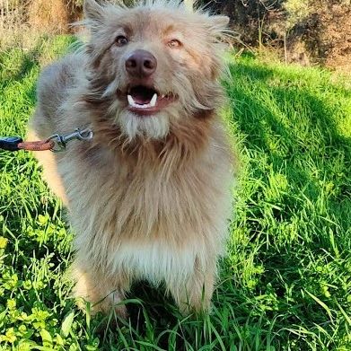 Zorro, jeune et magnifique chien carea #1