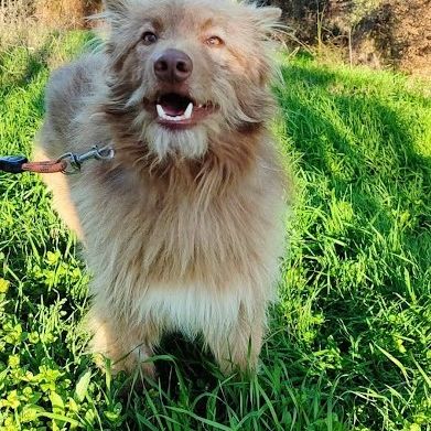 Zorro, jeune et magnifique chien carea #2