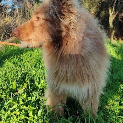 Zorro, jeune et magnifique chien carea #4