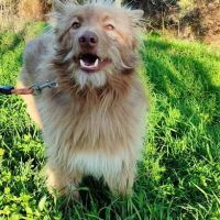 Zorro, jeune et magnifique chien carea #1