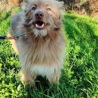 Zorro, jeune et magnifique chien carea #2