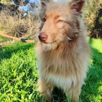 Zorro, jeune et magnifique chien carea #0