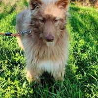 Zorro, jeune et magnifique chien carea #5