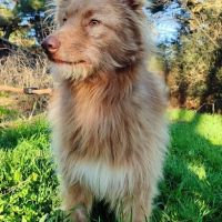 Zorro, jeune et magnifique chien carea #6