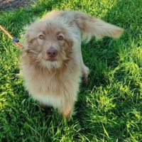 Zorro, jeune et magnifique chien carea #7