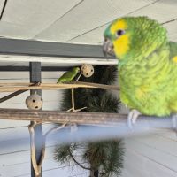 Amazone a front bleu #1