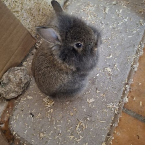 Don bébé lapin nain #2
