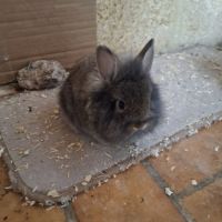 Don bébé lapin nain #0