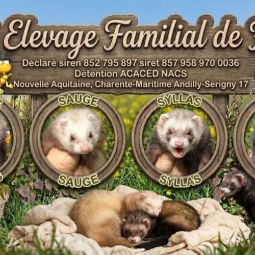 Vente de furets furetons