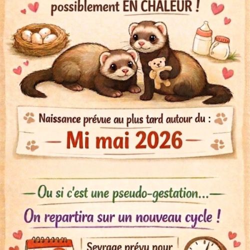 Vente de furets furetons #3