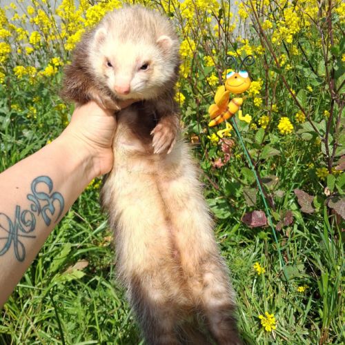 Vente de furets furetons #4