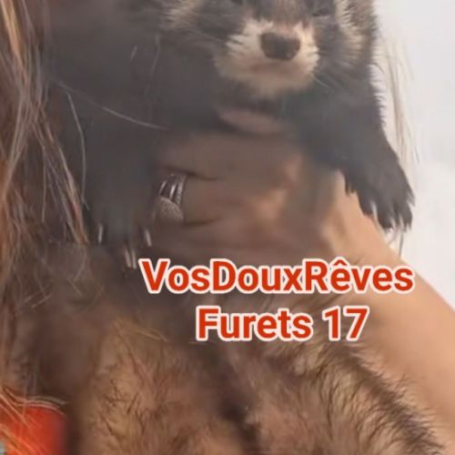 Vente professionnelle de furets furetons #1