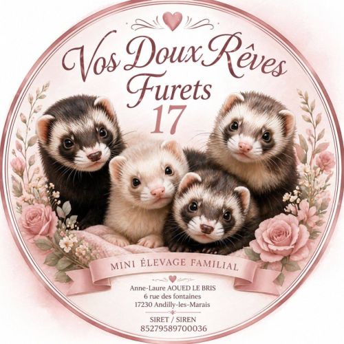 Vente professionnelle de furets furetons