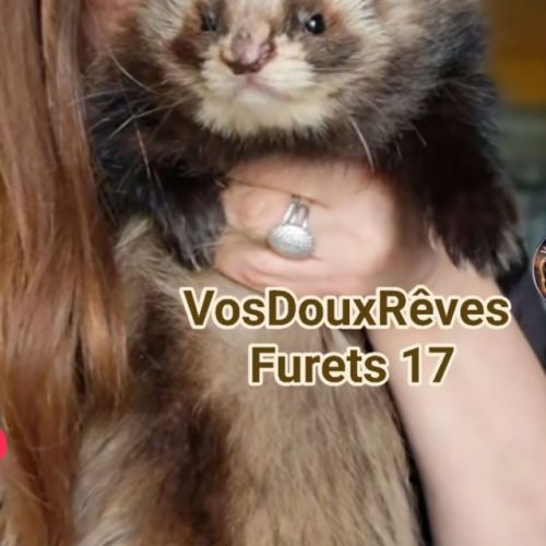 Vente professionnelle de furets furetons #3