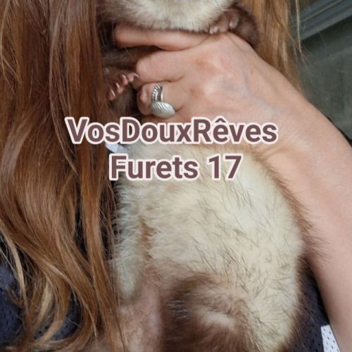 Vente professionnelle de furets furetons #4
